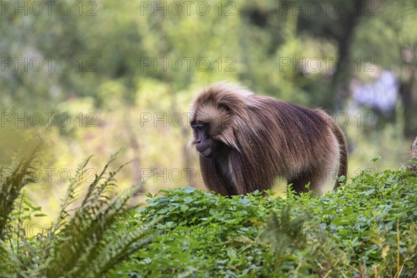 One adult male Gelada (Theropithecus gelada), or bleeding-heart monkey walking through riverine vegetation to get to the river to drink