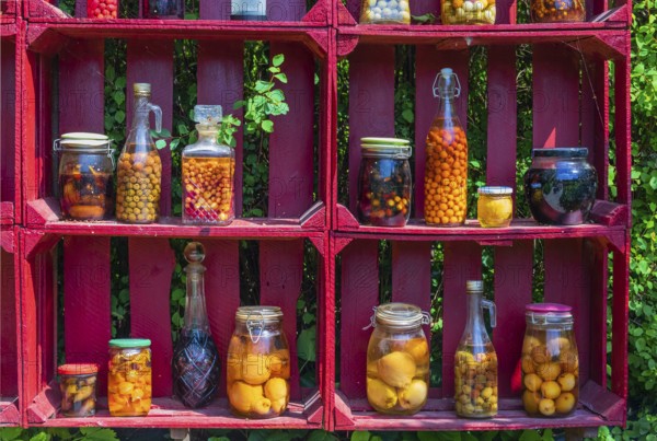A red wooden shelf with jars and bottles full of pickled fruits and vegetables at the Hortulus gardens (Ogrody Termatyczne Hortulus)in Dobrzyca, Poland, Europe