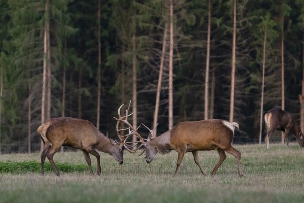 Two Altai maral stags, Altai wapiti or Altai elk (Cervus canadensis sibiricus) fighting each other on a meadow in the first light of the day