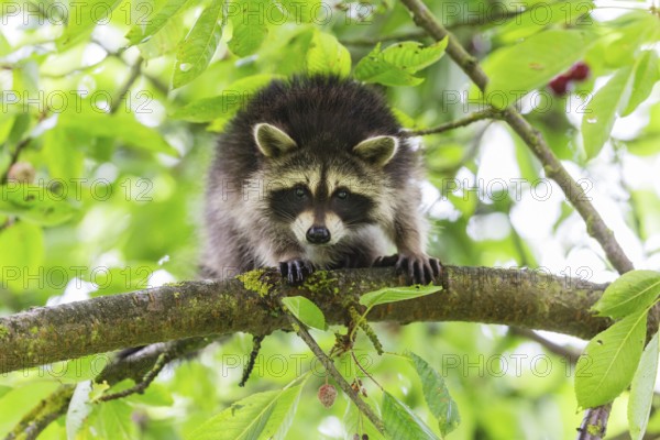 Raccoon (Procyon lotor), young cub in a cherry tree, looking alert, Hesse, Germany, Europe