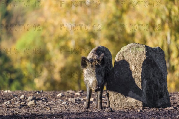 A wild boar or wild pig (Sus scrofa), scratches himself at a big stone. In the background you can see a forest in the fall foliage