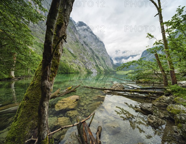 Untouched nature on the shore of the Obersee, tree trunks in the water, low-hanging clouds, Berchtesgaden National Park, Bavaria, Germany, Europe
