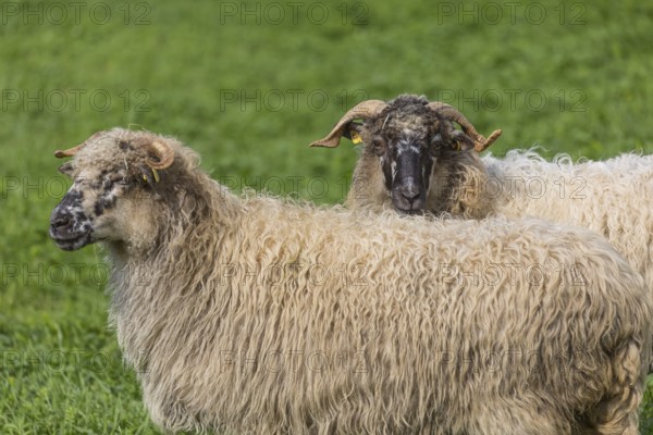 Two Valachian Sheep (Native Wallachian sheep), standing on a green meadow