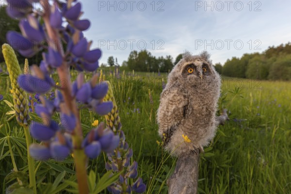 One young long-eared owl (Asio otus), sitting on a branch that is lying in a field of flowering lupines. Wide angle scene in late light
