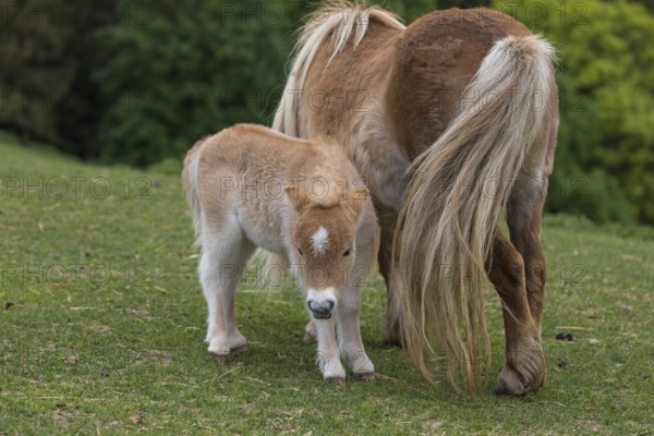 Falabella mare and foal, The Falabella (Equus ferus caballus) is the smallest horse at all