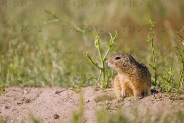 A European ground squirrel (Spermophilus citellus) or European souslik sits in front of its den watching the surrounding area