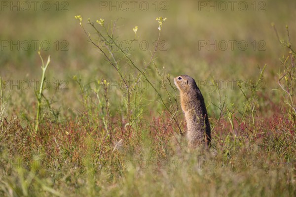 A European ground squirrel (Spermophilus citellus) or European souslik stands erected in tall green grass