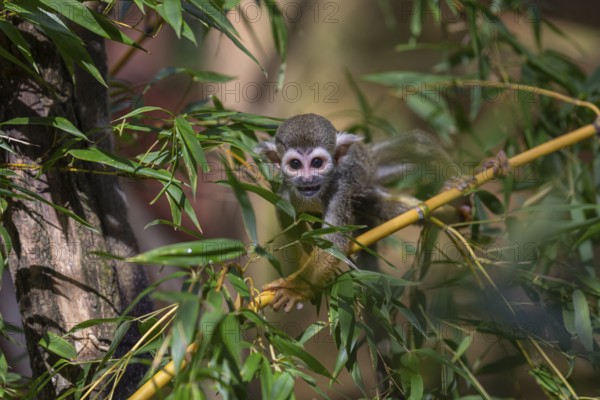 One baby Central American squirrel monkey, Saimiri oerstedii, climbing through bushes. Green vegetation around