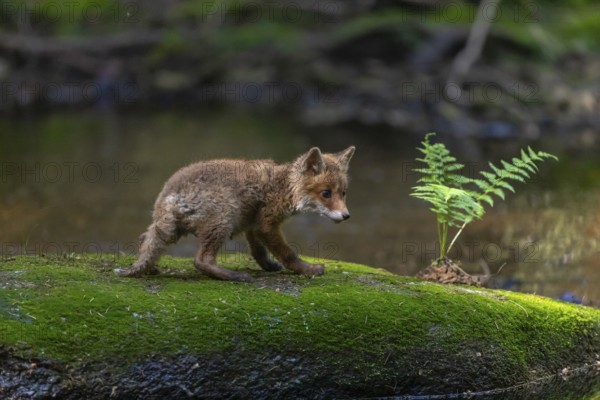 One young red fox, Vulpes vulpes, walking over a mossy rock in a shallow forest creek in late light. Searching for food