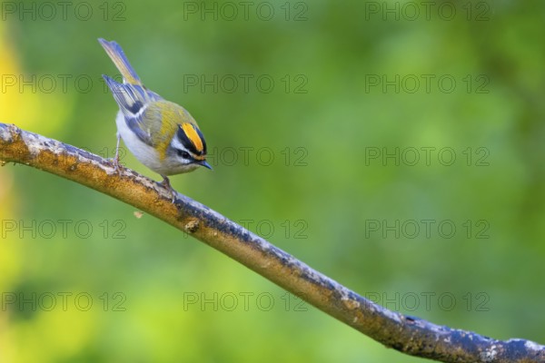 Goldcrest, Regulus ignicapillus, Luce, Mountain area, Luce, Styria, Slovenia, Europe