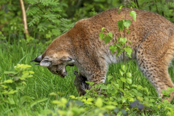 Eurasian lynx (Lynx lynx) killing prey in thicket at forest's edge