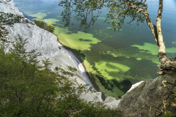 Cliffs and chalk cliffs Møns Klint, Mön Island, Denmark, Europe