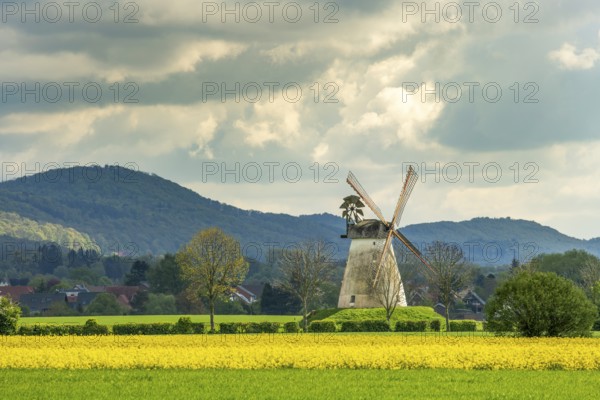Windmill with rape fields Veltheim Porta Westfalica Germany