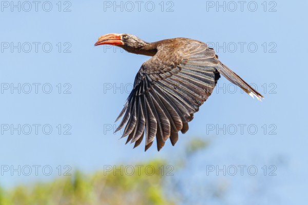 Crowned Hornbill, (Lophoceros alboterminatus), Syn: Tockus alboterminatus, iSimangaliso Wetland Park, St. Lucia, KwaZulu-Natal, South Africa, Africa