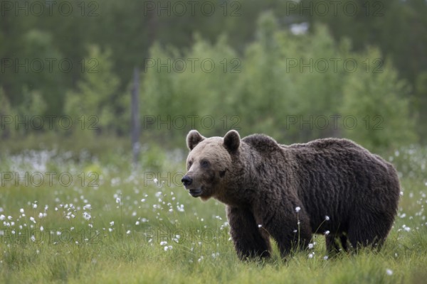Brown bear (Ursus arctos) in the Finnish taiga, Kuusamo, Finland, Europe