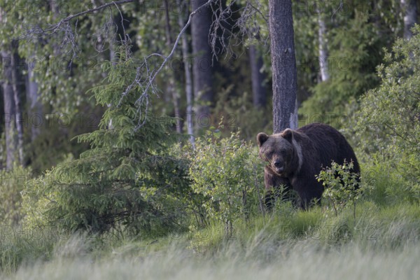 Brown bear (Ursus arctos) in the Finnish taiga, Kuusamo, Finland, Europe