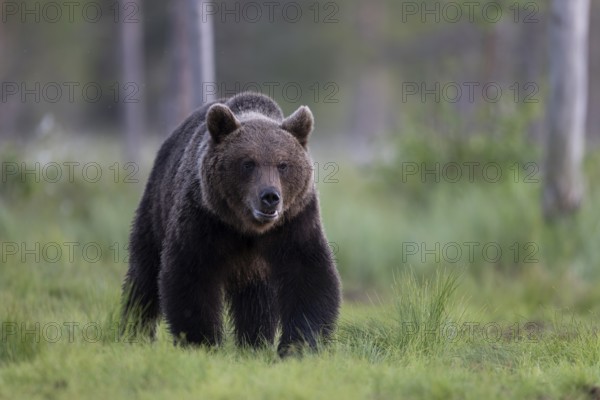 Brown bear (Ursus arctos) in the Finnish taiga, Kuusamo, Finland, Europe