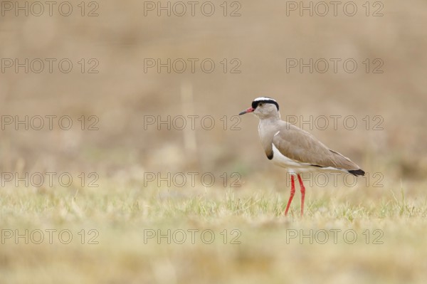 Crowned Lapwing, (Vanellus coronatu), Wakkerstrom surroundings, Wakkerstrom, Mpumalanga, South Africa, Africa