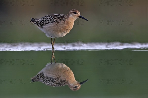 Ruff (Philomachus pugnax), female, Narew, Bialystok, Podlasie, Poland, Europe