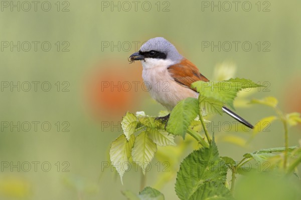 Red-backed shrike, red-backed shrike, thorn-backed shrike, family of shrikes, (Lanius collurio), male, Hockenheim, Baden-Württemberg, Germany, Europe