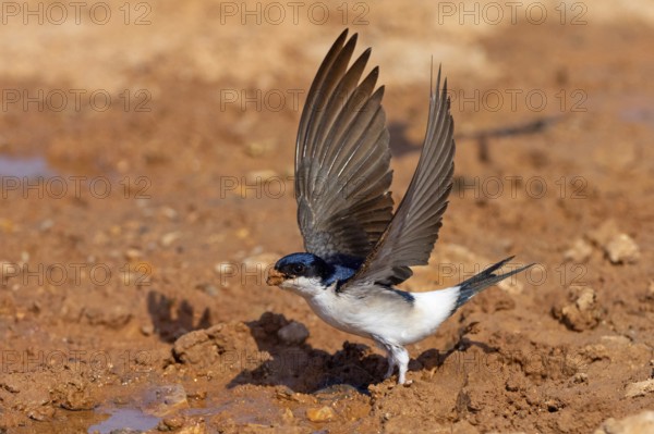 House Martin, Town Swallow, common house martin (Delichon urbica), Lesbos, Lesbos Island, Greece, Europe