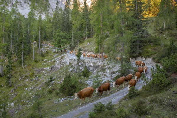 Alpine cattle drive in autumn through the Stallental, from the Eng-Alm through the Karwendel Mountains to the Inntal, Stallental, Karwendel Mountains, Tyrol, Austria, Europe