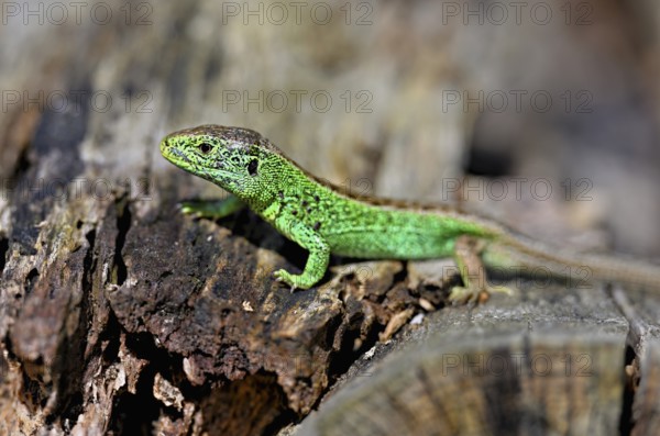 Sand lizard (Lacerta agilis), male in mating plumage, on woodpile, Switzerland, Europe