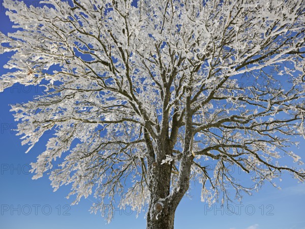 Tree in hoarfrost, Schlatt, Canton Lucerne, Switzerland, Europe