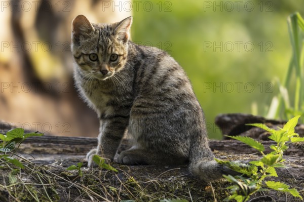 A kitten sits quietly on a tree trunk, surrounded by green nature and looks thoughtful, wildcat (Felis silvestris), kitten, Germany, Europe