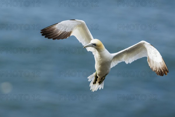 Northern Gannet, Morus bassanus, bird in flight over sea, Bempton Cliffs, North Yorkshire, England, United Kingdom, Europe