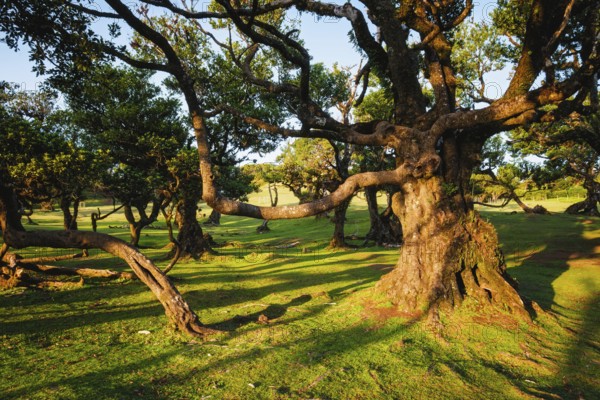 Centuries-old til trees in fantastic magical idyllic Fanal Laurisilva forest on sunset. Madeira island, Portugal, Europe