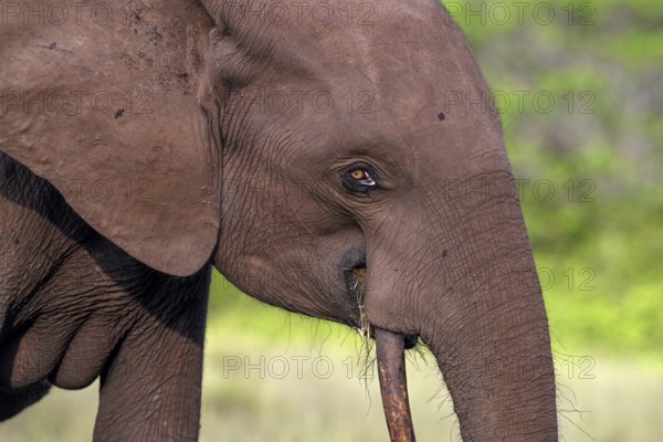 African forest elephant (Loxodonta cyclotis) in a clearing in Loango National Park, Parc National de Loango, portrait, Ogooué-Maritime Province, Gabon, Africa
