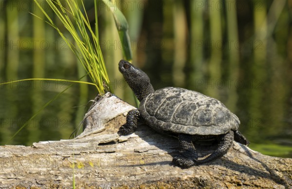European pond turtle (Emys orbicularis), male, sunbathing, tree trunk, water, Lower Austria