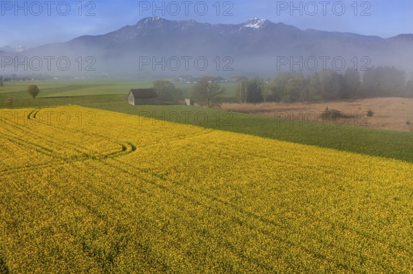 Aerial view of a rape field in front of mountains, spring, Schlehdorf, view of Herzogstand and Heimgarten, Alpine foothills, Upper Bavaria, Bavaria, Germany, Europe