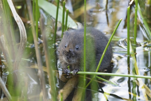 Water vole (Arvicola amphibius) adult animal feeding on a reed plant stem in a pond in the summer, Suffolk, England, United Kingdom, Europe