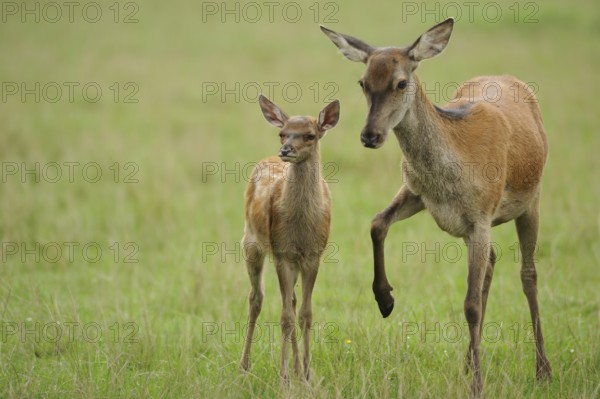 Red deer (Cervus elaphus) hind with calf in a forest clearing, Bavaria