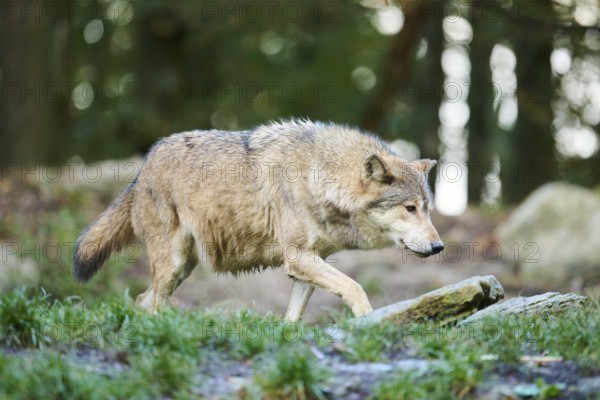 Eastern wolf (Canis lupus lycaon) walking on a meadow, Bavaria, Germany, Europe