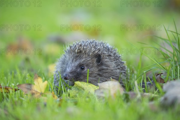 European hedgehog (Erinaceus europaeus) adult animal amongst fallen autumn leaves on a garden lawn, Suffolk, England, United Kingdom, Europe