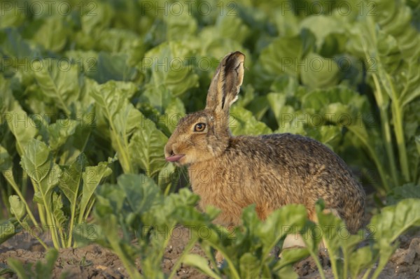 Brown hare (Lepus europaeus) adult animal humourously sticking its tongue out in a farmland sugar beet field in the summer, Suffolk, England United Kingdom