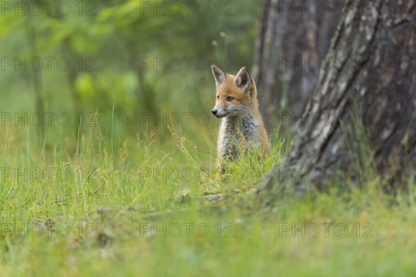 Red fox (Vulpes vulpes), young fox standing in the green forest, surrounded by grass and trees and looking curiously, summer, Hesse, Germany, Europe