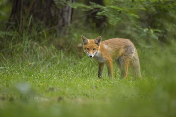 Red fox (Vulpes vulpes), a fox stands in the summer forest on a green meadow and looks into the camera, summer, Hesse, Germany, Europe