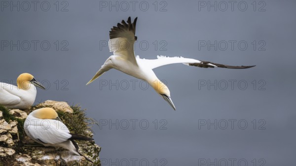 Northern Gannet, Morus bassanus, bird in flight over sea, Bempton Cliffs, North Yorkshire, England, United Kingdom, Europe