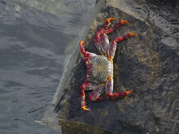 A red rock crab (Grapsus adscensionis) crawls over a wet rock. Puerto de Santiago, Tenerife, Canary Islands, Spain, Europe