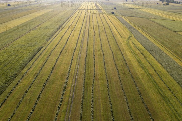 Aerial view of a mown meadow against the light, agriculture, summer, Alpine foothills, Upper Bavaria, Bavaria, Germany, Europe