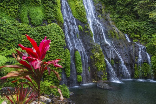 Banyumala twin waterfalls, club lily (Cordyline fructosia), tropical plant, flower, red, waterfall, jungle, rainforest, nature, landscape, nobody, Bali, Indonesia, Asia