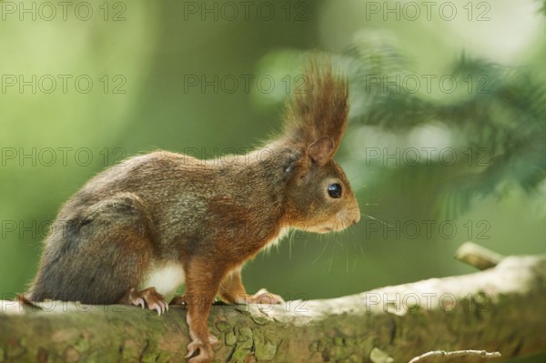Red squirrel or Eurasian red squirrel (Sciurus vulgaris), wildlife, Frankonia, Bavaria, Germany, Europe
