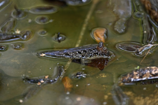Atlantic mudskipper (Periophthalmus barbarus), Loango National Park, Parc National de Loango, Ogooué-Maritime Province, Gabon, Africa