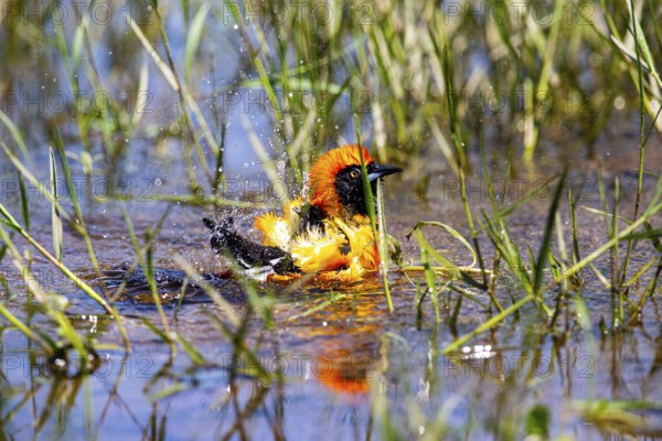 Orangetroupial (Icterus icterus) Pantanal Brazil