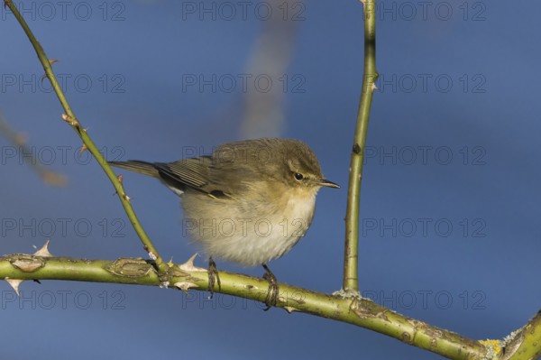 A chiffchaff (Phylloscopus collybita) sitting on a thorny branch against a blue sky, Hesse, Germany, Europe
