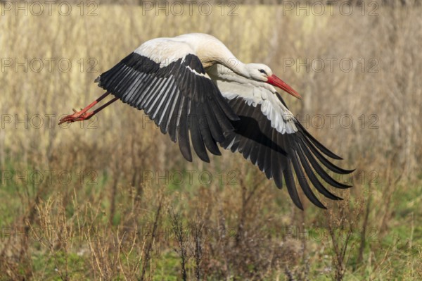 A stork in flight over a meadow in natural surroundings, white stork (Ciconia ciconia), wildlife, Germany, Europe